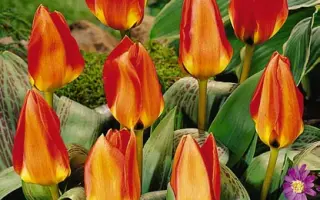 Tikibad / Тикибад