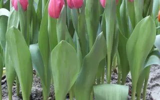 Tineke van der Meer / Тинэкэ ван дэр Мээр