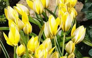 Tity's Star (urumiensis) / Тить'с Стар (урумиэнсис)