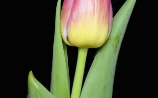 Tom Pouce / Том Поуцэ