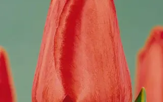 Ton Augustinus / Тон Аугустинус