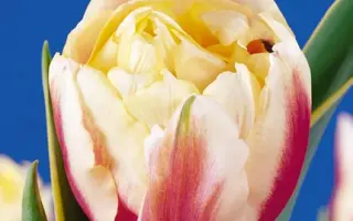 Toplips / Топлипс