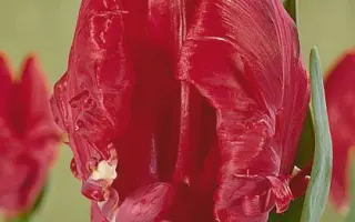 Topparrot / Топпаррот