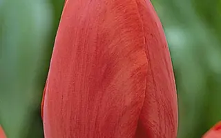 Topscore / Топсцорэ