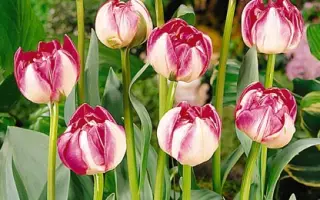 Topstar / Топстар