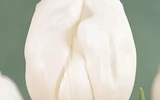 Topwhite / Топwhитэ