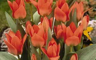 Toronto / Торонто