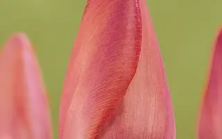 Toscana / Тосцана