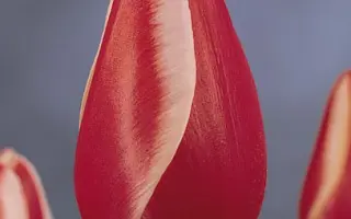 Toyota / Тоьота