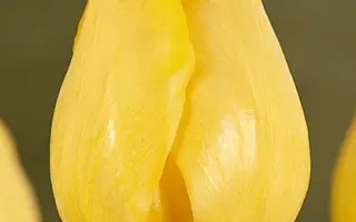 Transavia / Трансавиа