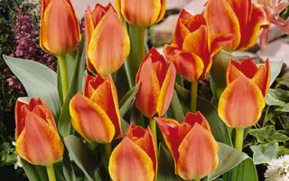 Treasure / Трэасурэ