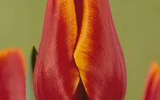 Trendsetter / Трэндсэттэр