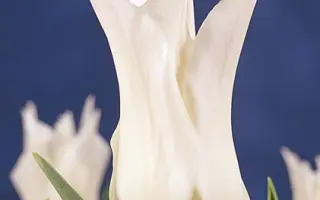 TrГЁs Chic / ТрГЁс Чиц