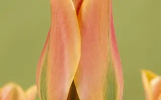 Tricolored Beauty / Трицолорэд Бэауть