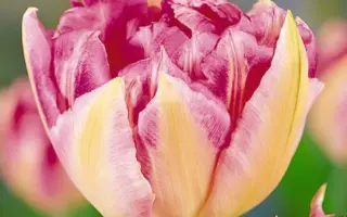 Triumphator / Триумпhатор