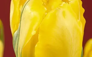 True & Fair / Труэ & Фаир