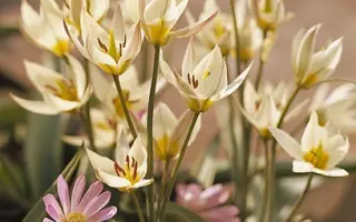 Turkestanica / Туркэстаница