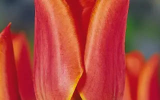 Twin Spark / Тwин Спарк