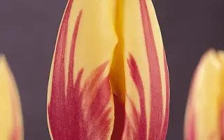 Twinkle / Тwинклэ