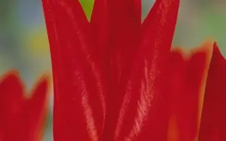 Typhoon / Тьпhоон