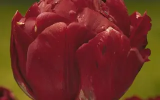 Uncle Tom / Унцлэ Том