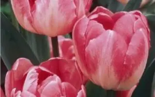 Up Star / Уп Стар