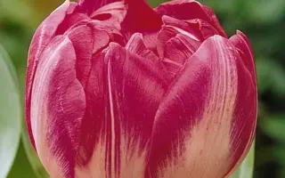 Up Stripe / Уп Стрипэ