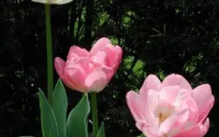 Upstar / Упстар