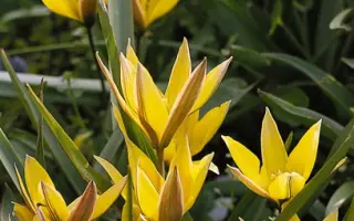 urumiensis / урумиэнсис