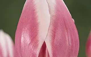 Valentine / Валэнтинэ