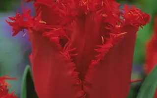 Valery Gergiev / Валэрь Гэргиэв