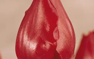 Van den Berg's Memory / Ван дэн Бэрг'с Мэморь