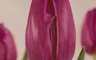 Van der Neer / Ван дэр Нээр