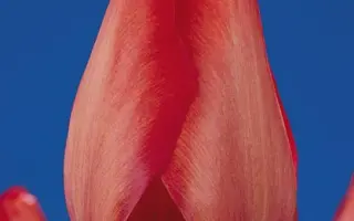 Van Eijk / Ван Эийк