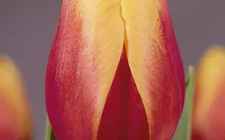 Van Nelle Traditional / Ван Нэллэ Традитионал