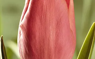 Varinas / Варинас