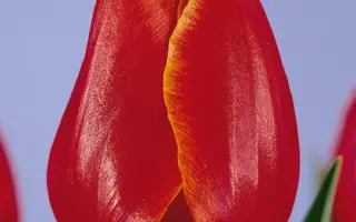 Verandi / Вэранди