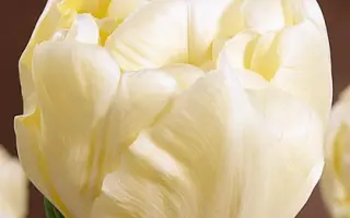 Verona / Вэрона