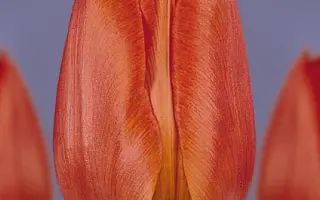 Veronique Sanson / Вэрониqуэ Сансон