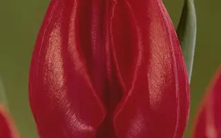 Victor Mundi / Вицтор Мунди