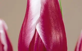 Victory Maid / Вицторь Маид