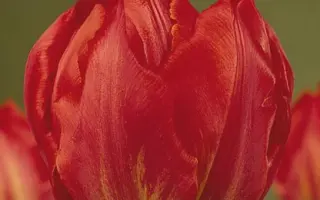 Viking / Викинг