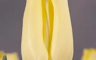 Viola Holt / Виола Hолт