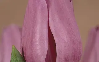 Violet Beauty / Виолэт Бэауть