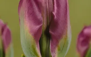 Violet Bird / Виолэт Бирд