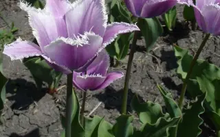 Violet Mist / Виолэт Мист