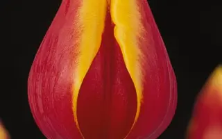 Virginia / Виргиниа