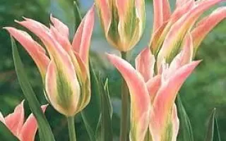 Virichic / Виричиц