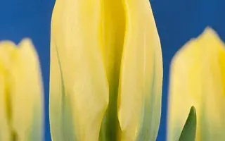 Viridiflora / Виридифлора