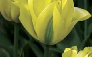 Virilemon / Вирилэмон